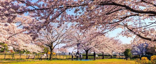 hanami