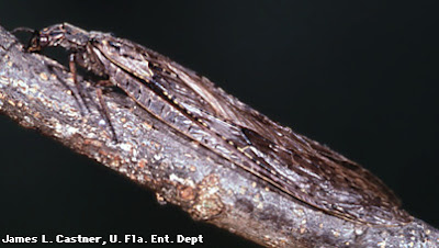 mosca dobson del este Corydalus cornutus