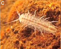 http://sciencythoughts.blogspot.co.uk/2012/10/a-new-isopod-crustacean-from-limestone.html