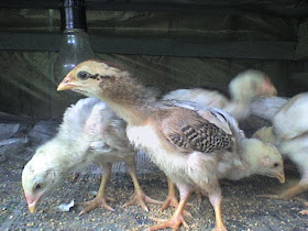 cara merawat anak ayam aduan