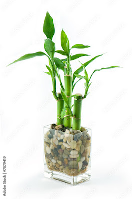 Vaastu tips for Lucky Bamboo Plant in Hindi : लकी बैंबू वास्तु टिप्स