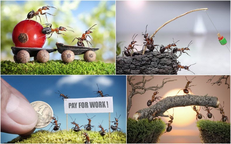 andrey-pavlov-ants