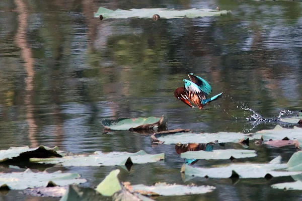 White-throated kingfisher tried to catch a fish