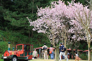 flowerp526