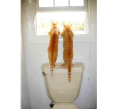 Two cats spying.