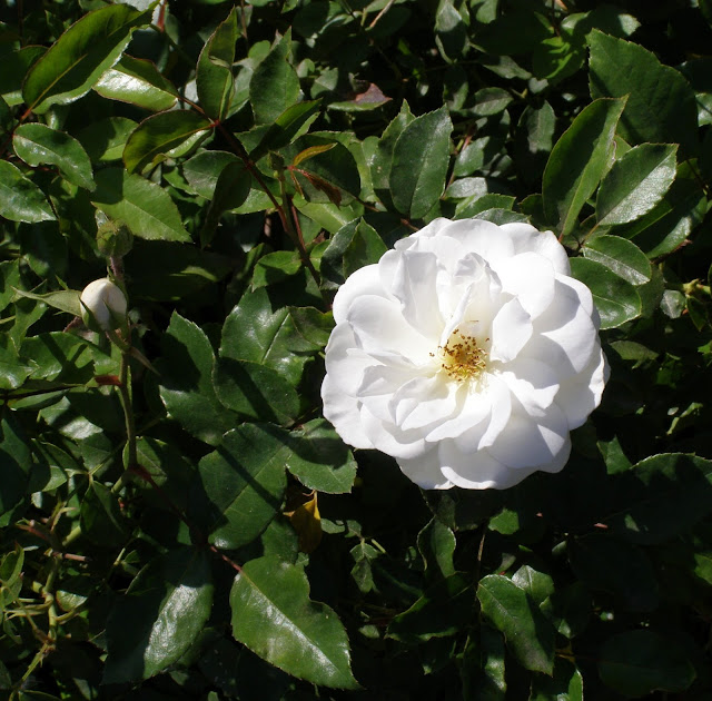 truskot, rose floribunda, iceberg,