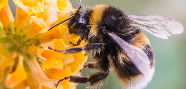 Kawanan Lebah Ganas Menyerang Klaten, 7 Orang Tewas