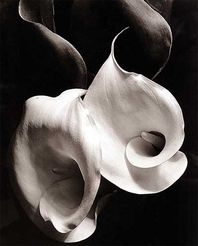 calla lilly tattoos. as organic and rich as ivory.