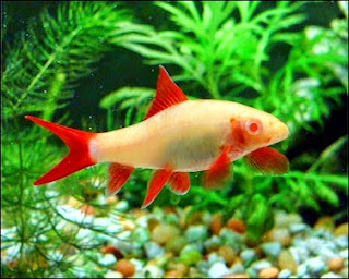 redfin albino