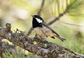 Coal Tit ssp cypriotes - Troodos Mountains, Cyprus