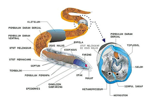 Sistem Organ Annelida