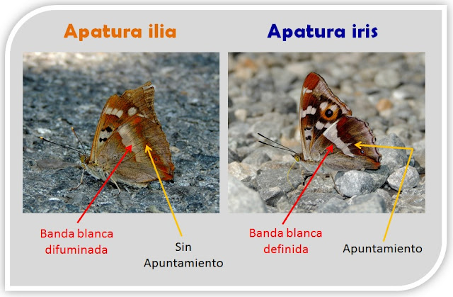 Apatura ilia y Apatura iris, reverso alar