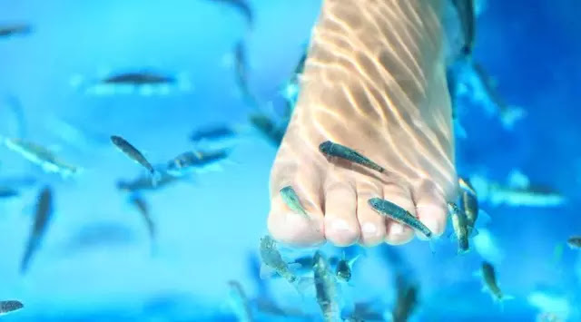 Fish Spa Jadi Tempat Penularan Berbagai Kuman Penyebab Penyakit