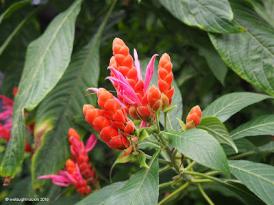 Climbing Sorrel Begonia glabra by welaughindoors