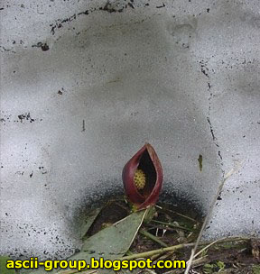 نبات يذيب الثلج بحرارته حتى يعيش Plant melt snow