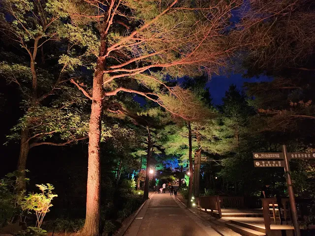 솔향수목원-야경