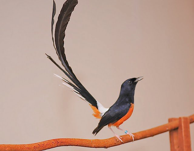 Burung Murai  Share The Knownledge