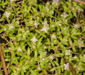 New Zealand Pigmyweed, Crassula helmsii.  Knole Park, 15 August 2014.