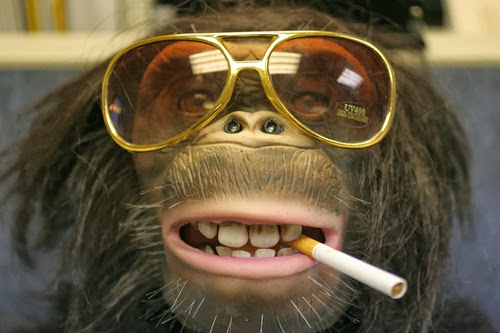 Cute Funny Animalz: Funny Monkey With Glasses Pictures 2013