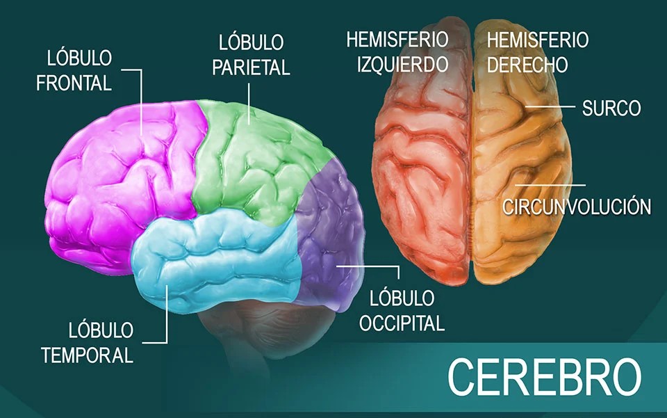 https://www.notasrosas.com/Conozca 19 Datos Sorprendentes Sobre el Cerebro Humano