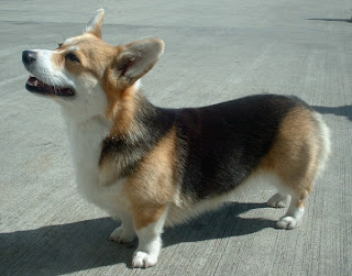 Welsh Corgi Cute Pet