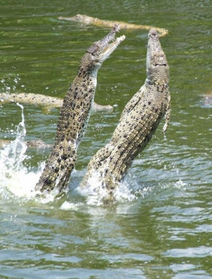 How To Feed Crocodiles