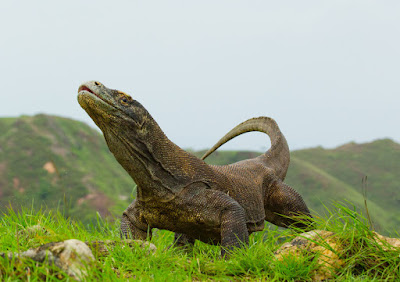 pulau komodo