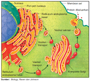 Sintesis protein dari RE ke Komplek Golgi