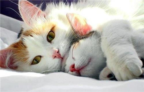 Photo De Chat Passez Une Bonne Nuit Chers Chats