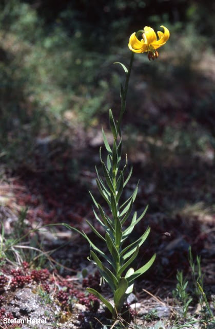 Лилия албанская (Lilium albanicum)