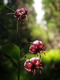 Lilium martagon. Foto di Andrea Mangoni.