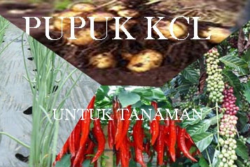 Kegunaan dan Cara Membuat Pupuk KCL Alami Untuk Tanaman