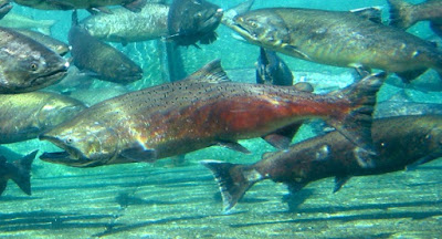 Life cycle and internal navigation systems of Pacific salmon testify of the genius of our Creator