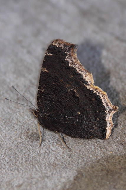 Mourning Cloak (Nymphalis antiopa)