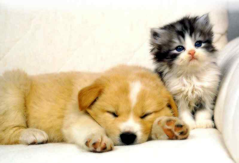 pictures of dogs and cats together