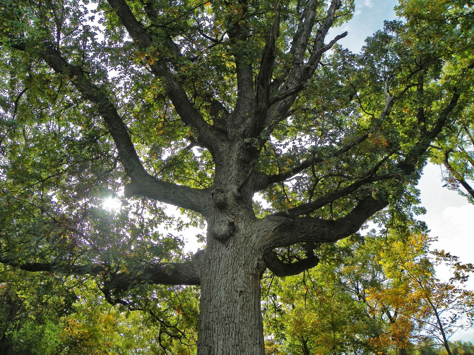 Texas oak