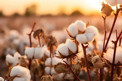 Cotton Production in India