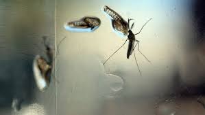 Puerto Rico publicizes dengue a public health emergency