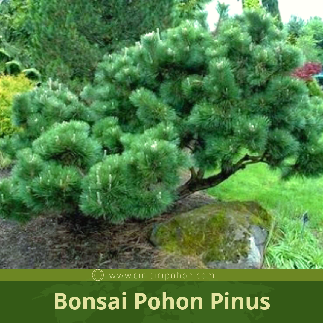 Japanesse Black Pine Pohon  Pinus  Paling Populer untuk 