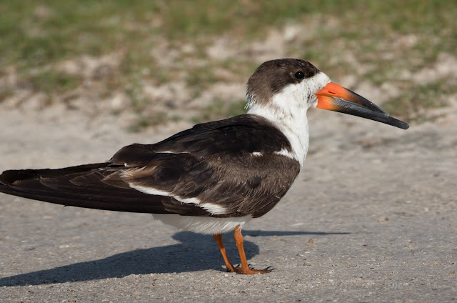 Black Skimmer - Merritt Island, Florida