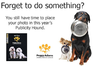 Publicity Hound, Peggy Adams, adopt a dog, adopt a cat west palm beach