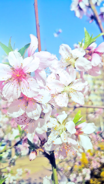 spring flowers under Coronavirus Peach blossoms, lilac blossoms, begonia