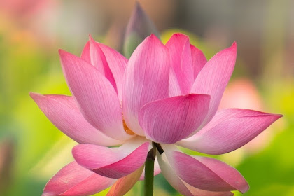 lotus flower images hd