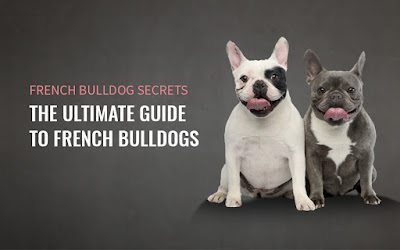  French Bulldog Secrets - The Ultimate Guide