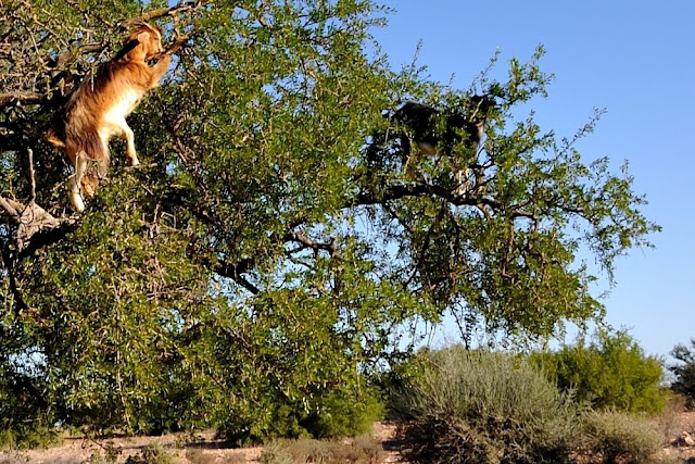 Na pochyłe drzewo każda koza skacze, ale...  nie każda włazi na jego czubek - Maroko część piąta