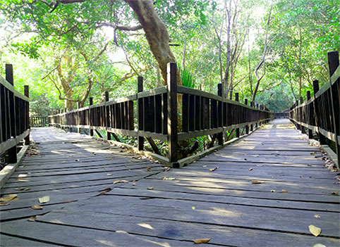 Spot Foto di Hutan Mangrove sukadana photo