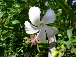 3 Khasiat Bunga Raya Putih Petua Sejagat