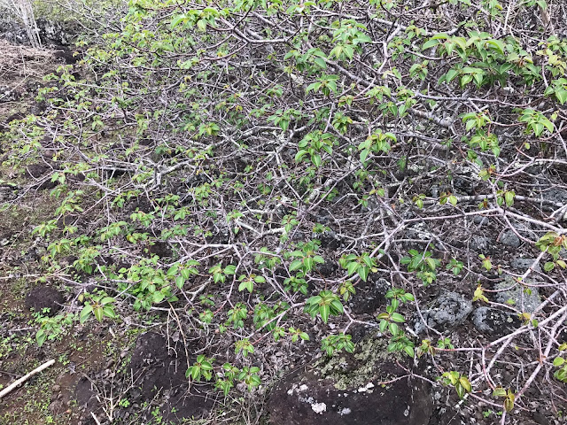 Árbol manzanilla de la muerte (Hippomane mancinella) en San Crsitobal