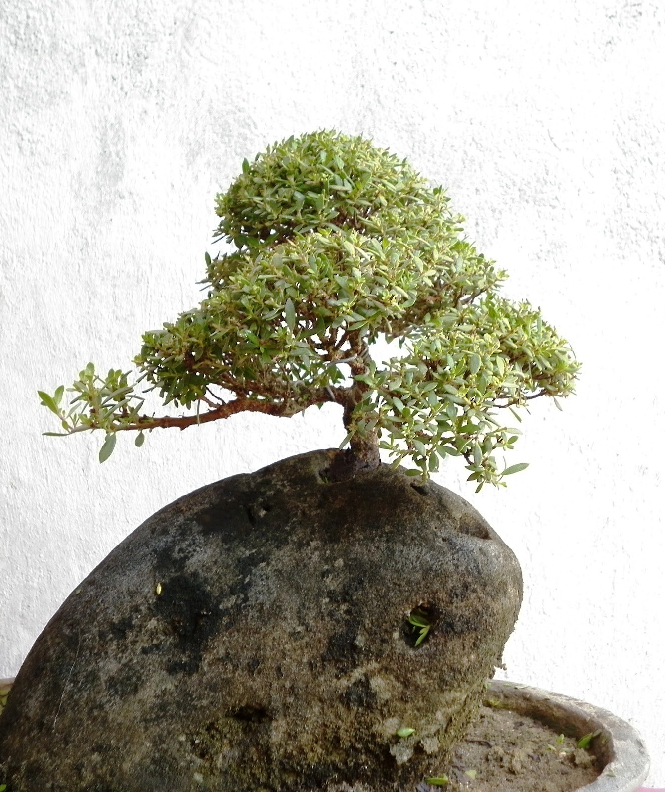 Foto Pohon Bonsai Tanaman Bonsai GambarBinatangCom