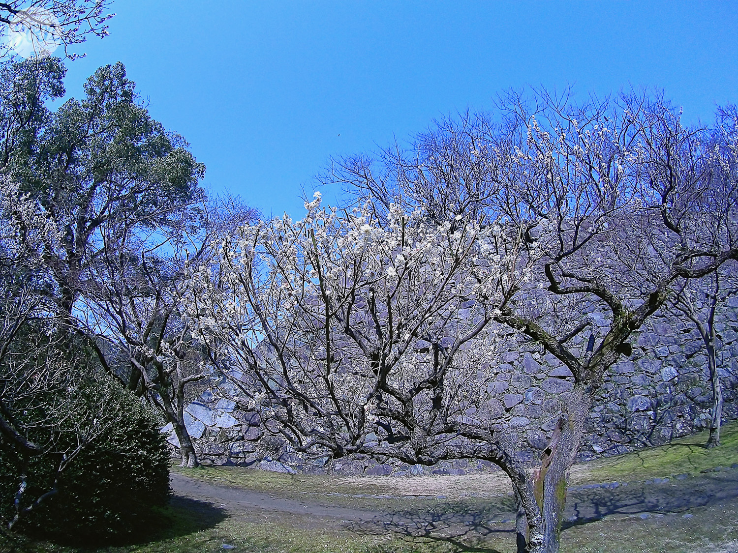 japan white cherry blossoms